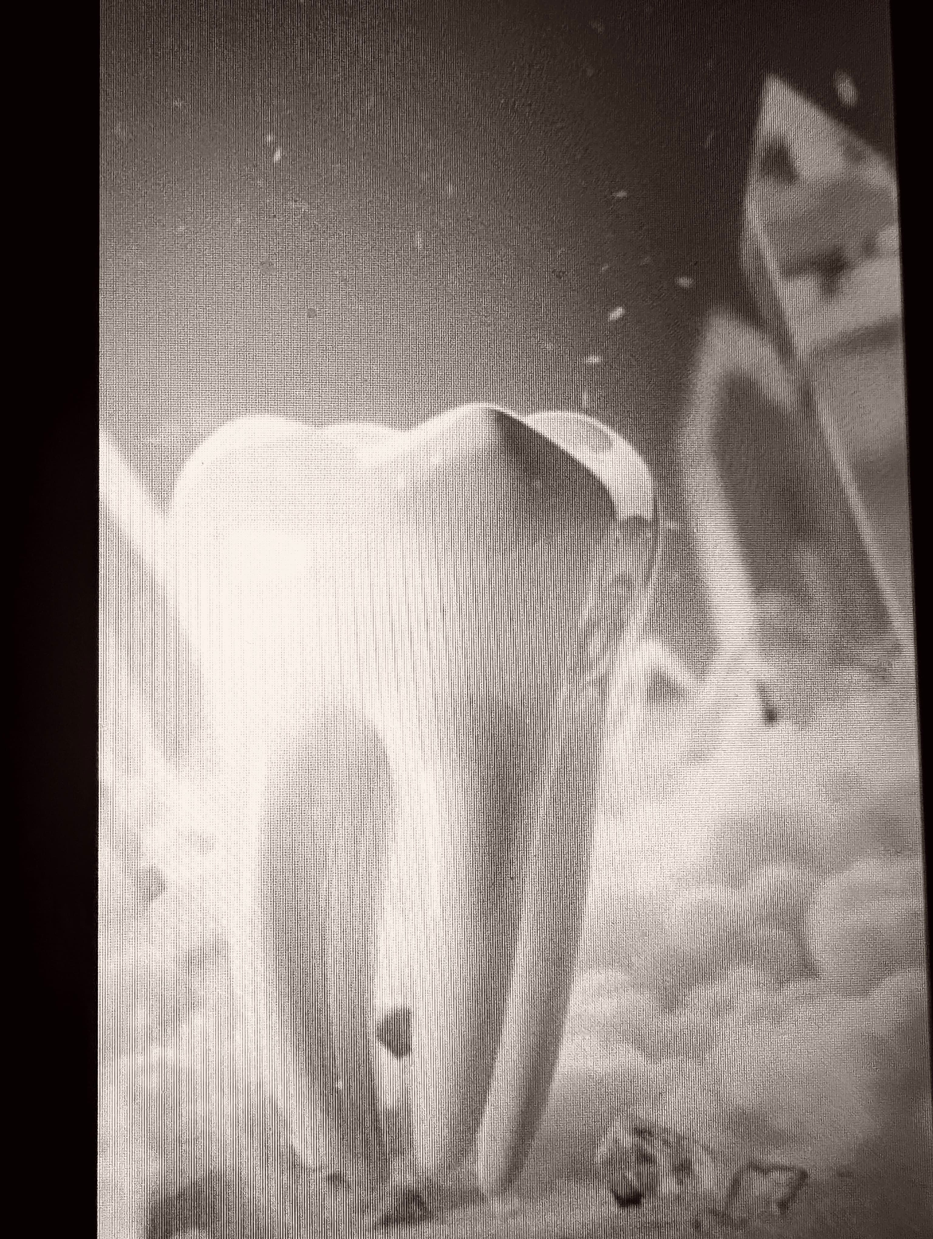 Calm modern dental operatory